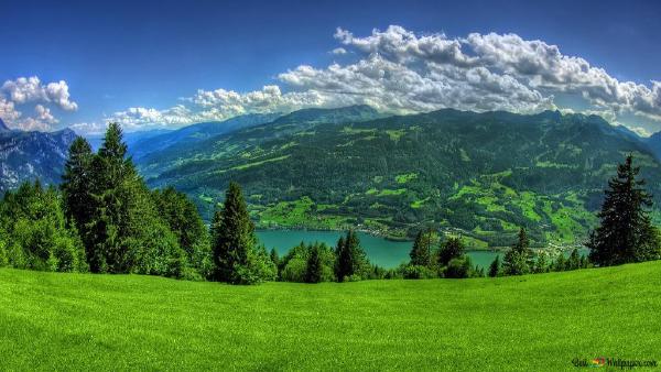 iPhone Green Nature Wallpaper